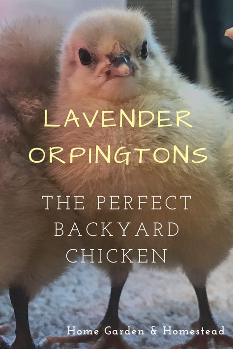 Friendly Chicken Breeds, Chicken Genetics, Orpington Chickens Colors, Chickens Backyard Breeds, Lavender Orpington, Black Orpington Chickens, Mottled Houdan Chicken, Lavender Chicken, Lavender Orpington Chickens