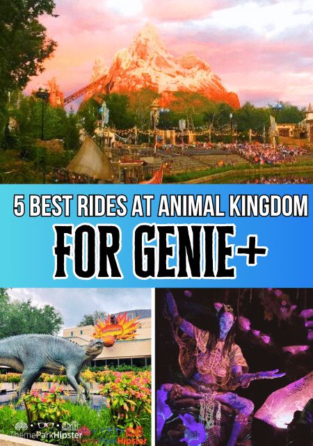 5 Best Rides at Animal Kingdom for Genie+ in 2023 - ThemeParkHipster Rides At Animal Kingdom, Lion King Show, Disney Genie, Best Roller Coasters, Disney World Parks, Visit Florida, Promotional Products Marketing, Disney Resorts, Disney Planning