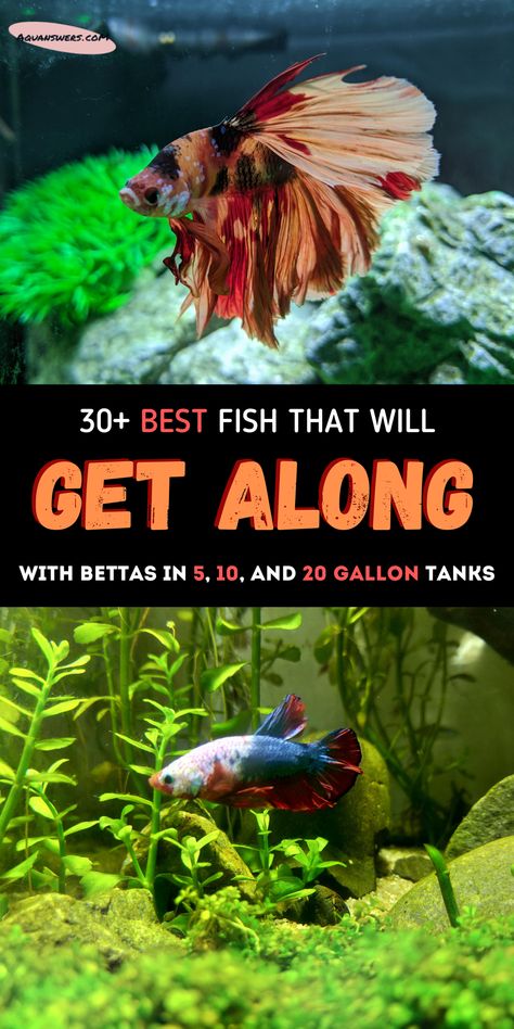 Betta Fish Tank 5 Gallon, Best Live Plants For Beta Fish, Betta Fish Tank With Other Fish, 20gallon Fish Tank Ideas, Betta Fish Companions, 8 Gallon Fish Tank Ideas, Betta Fish Community Tank, 6 Gallon Fish Tank Ideas, 10 Gallon Freshwater Aquarium