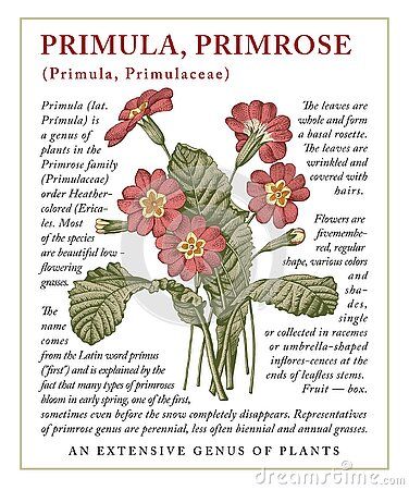 Primrose Meaning, Primrose Flower Drawing, Primrose Drawing, Botany Aesthetic, Flowers Meanings, Label Drawing, Botanical Printables, Flower Journal, Victorian Illustration