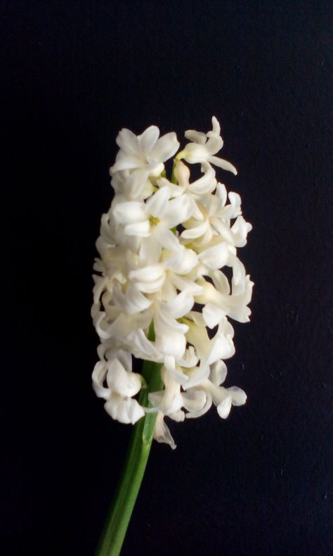 Black Hyacinth, Hyacinth Tattoo Black And White, Keeping Up Appearances Hyacinth, White Hyacinth Flower, Hyacinth Photography, White Hyacinth, British Flowers, December Wedding, Floral White