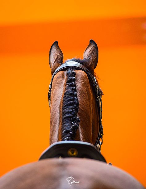 Horse Magazine, Equestrian Helmets, Equestrian Aesthetic, Equestrian Helmet, Types Of Horses, Horse Aesthetic, Horse Blankets, Glass Ceiling, Horse Photography