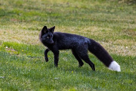 Moony And Padfoot, Black Foxes, Melanistic Animals, Cross Fox, Female Fox, Silver Foxes, Black Fox, Pet Fox, Fox Art