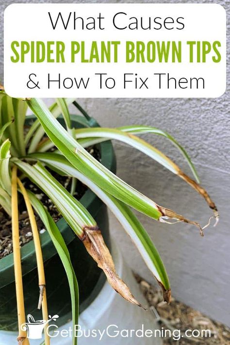 Spider Plant Companion Planting, Different House Plants, Diy Plant Storage Indoor, Caring For Indoor Plants, Spider Plant Problems, Spider Plant Soil, Spider Plants Indoor Display, Spider Plant Care Tips, How To Care For A Spider Plant