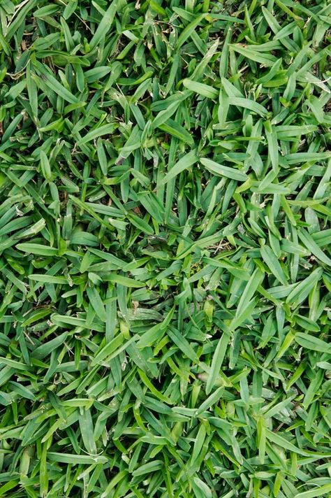 Lawn types Australia: 5 popular grasses and how to choose the best one | Homes To Love Fescue Grass Lawn, Grasses Garden Australia, Quaking Grass Plants, Grass Types, Native Grass Lawn, Types Of Grass For Lawn, Lawn Grass Types, Tall Fescue Grass, Different Types Of Grass