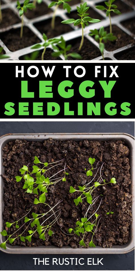 Save your struggling seedlings from becoming leggy with our comprehensive guide. Discover expert tips and proven techniques that will ensure healthy, sturdy growth. No more spindly seedlings - only lush, vibrant plants. Revitalize your garden with our must-have revival guide. Let's breathe new life into your green space together! Leggy Seedlings, Juicy Tomatoes, Green Space, Grow Your Own, Growing Vegetables, Fresh Produce, Green Thumb, In The Garden, Fix It