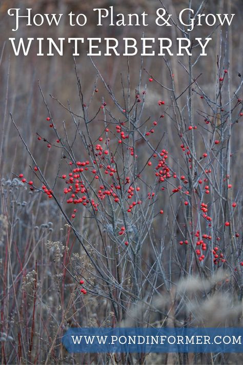 Winter Landscaping Ideas, Winterberry Bush, Ilex Verticillata, Barberry Bush, Winterberry Holly, Holly Shrub, Landscape Yard, Winter Blooms, Holly Bush