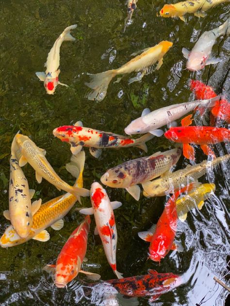 Carp, Nature, Coy Fish, Koi Carp, Koi Fish, Real Photos, Drawing Ideas, Koi, Floating