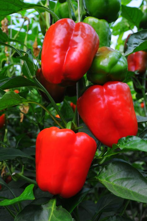 Growing Green Peppers, Bell Pepper Plant, Growing Bell Peppers, Flower Fertilizer, Growing Peppers, Growing Greens, Sweet Peppers, Pepper Plants, Garden Veggies