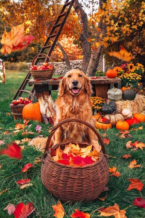 50 Thanksgiving Aesthetic Pictures » Lady Decluttered Aesthetic Fall Vibes, Cozy Fall Aesthetic, Thanksgiving Pictures, Classy Girls Wear Pearls, Thanksgiving Wallpaper, Classy Girl, Best Dog Breeds, Aesthetic Fall, Fall Pictures