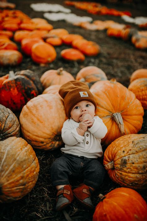 Pumpkin Patch Infant Photos, 2 Month Fall Photoshoot, Babies In Pumpkins Photography, 3 Month Pumpkin Pictures, Fall Baby Shoot Ideas, 4 Month Old Halloween Pictures, Pumpkin Patch One Year Old Photos, Family Photos At Pumpkin Patch, Pumpkin Milestone Pictures