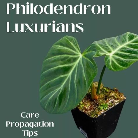 Philodendron Luxurians Philodendron Luxurians, Peat Soil, New Roots, Garden Help, Yellow Leaves, Drought Tolerant Plants, Rare Plants, Potting Soil, Drought Tolerant