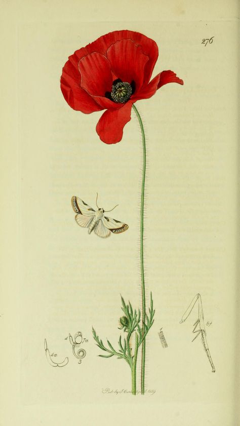 Acontia catena or Acontia nitidula (Brixton Beauty Moth) with a Field Poppy from British Entomology by John Curtis ( 1840’s). http://www.biodiversitylibrary.org/ Wikimedia. Poppies Tattoo, Poppy Art, Illustration Botanique, Vintage Botanical Prints, Botanical Painting, Scientific Illustration, Botanical Drawings, Botanical Flowers, Vintage Botanical