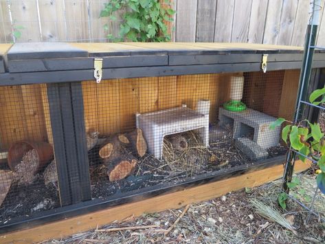 Coturnix Quail Pen Ideas, Quail Pen Ideas Diy, Quail Coop Diy, Button Quail Enclosure, Coturnix Quail Housing, Quail Cage Ideas, Quail Setup, Quail Pen Ideas, Quail Coop Ideas