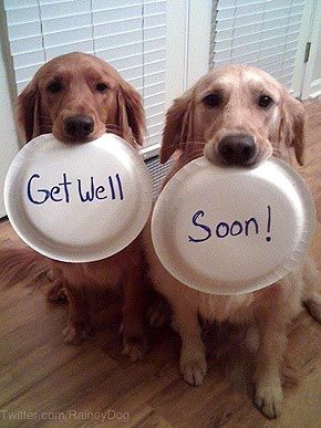 We put the call out on Twitter for your cutest photos and you delivered! See our first-place furballs and some runners-up from our daily #cutepic photo contest Get Well Soon Funny, Get Well Soon Images, Get Well Soon Quotes, Get Well Soon Messages, Get Well Messages, Tv Theme Songs, Feel Better Quotes, Get Well Quotes, Well Images