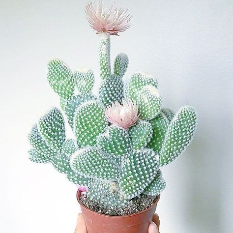 Cacti forever