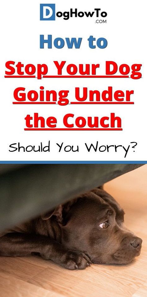 How to stop your dog from going under the couch? Is it okay or something to worry aobut? Learn how to stop your dog from hiding under the couch! Behind The Couch, Hidden Doors, Barking Dog, Stop Dog Barking, Pack Leader, Loud Noises, Dog Lead, Watch Dogs, Older Dogs