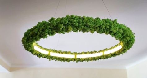 Oleant Luminaire is indoor ceiling lighting fixture with growing Icelandic moss Home Exterior Green, New Home Exterior, Mos Wand, Moss Decor, Moss Wall Art, Modern Lighting Design, Moss Art, Indoor Lighting Fixtures, Diy Upcycling