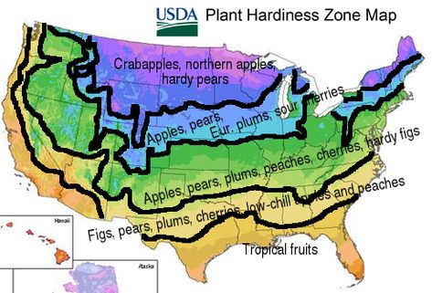 Orchard Planning, Growing Fruit Trees, Growing Fruit, Food Garden, Fruit Garden, The Grove, Veggie Garden, Growing Food, Growing Tree