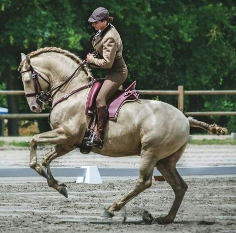 Lusitano Dressage, Working Equitation, Horses Breeds, Lusitano Horse, Happy Horse, Horse Anatomy, Horse Inspiration, Horse Dressage, Andalusian Horse