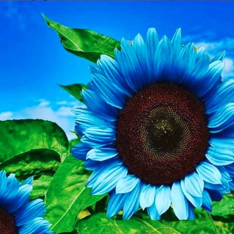 So gorgeous! Growing Seedlings, Blue Sunflower, Planting Sunflowers, Midnight Oil, Natural Fence, Pink Sunflowers, Edible Seeds, Sunflower Garden, Bee On Flower