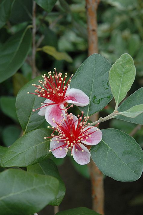 Guava Plant, Pineapple Guava, Guava Tree, Growing Pineapple, Fruits Photos, Red And White Flowers, Garden Shrubs, Edible Landscaping, Evergreen Shrubs