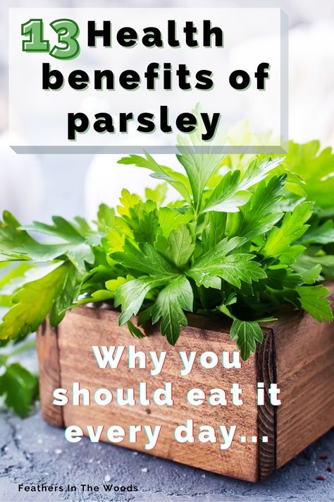 Health Benefits Of Parsley, Parsley Tincture, Parsley Benefits Health, Mullen Herb Benefits, Health Benefits Of Thyme, Benefits Of Parsley, Parsley Benefits, Witchy Apothecary, Medicine Plants