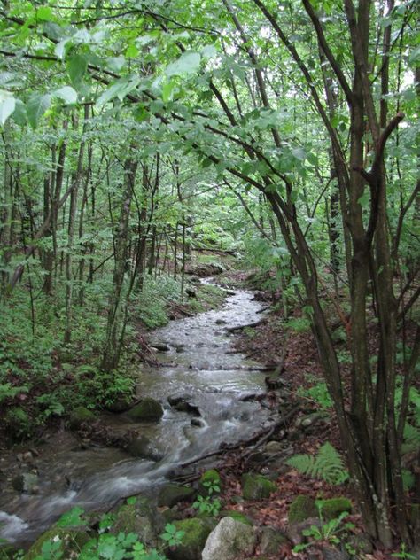 Woodland Stream, Cabin Lifestyle, Backyard Fishing Pond, Fishing Pond, Forest Waterfall, Where I Want To Be, Fish Ponds, Gods Creation, Interesting Places