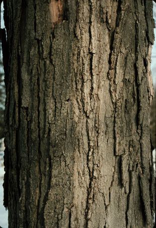 Sugar Maple Tree Bark Maple Tree Bark, Deer Paintings, Sugar Maple Tree, Tree Bark Texture, Tree Photo, Beech Tree, Fantasy Forest, Sugar Maple, Tree Trunks