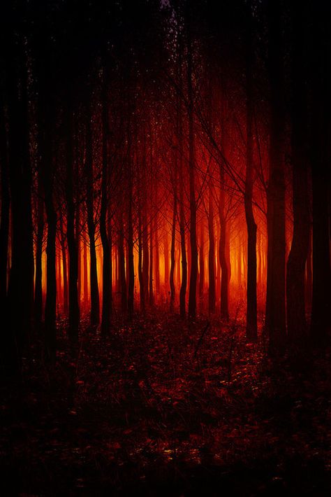 Evil forest red evil woods halloween halloween pictures happy halloween halloween ideas Mother Nature, Photo Halloween, Belle Nature, Forest Pictures, Orange Aesthetic, Halloween Pictures, Dark Forest, Dark Art, Beautiful Nature