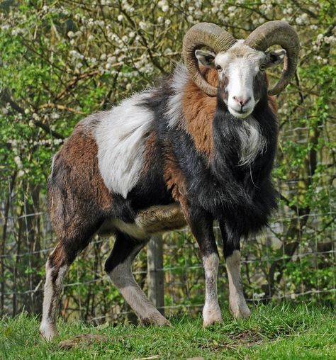 MOUFLON SHEEP MALE » Birmingham Nature Centre Gallery Mouflon Sheep, Hair Sheep Breeds, Male Sheep, Sheep Reference Photo, Hebridean Sheep, Horned Animals, Sheep Herding Aesthetic, Big Horned Sheep, Animals With Horns