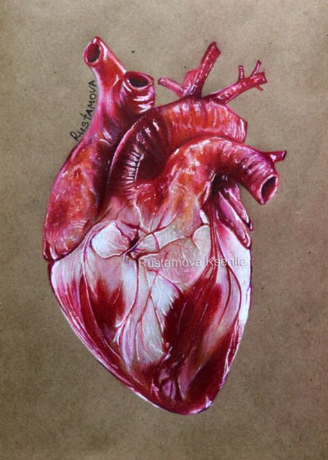 Heart by Rustamova on @DeviantArt Take Care Of Your Heart, Anatomical Heart Art, Prismacolor Art, Heart Drawing, Heart Painting, Medical Art, Human Heart, Arte Sketchbook, A Level Art