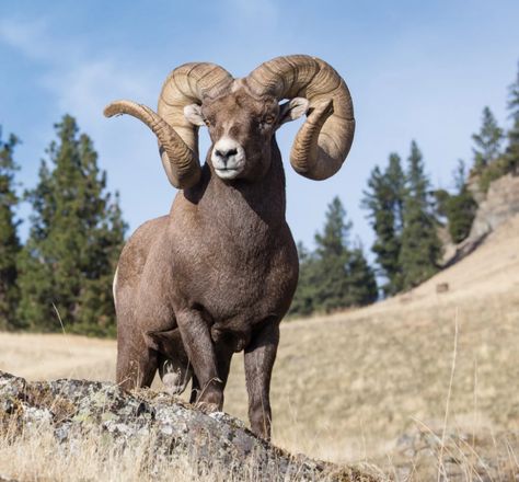 Ram Mystique - Big Sky Journal Wild Sheep, Sky Journal, Aries The Ram, An Intruder, Mountain Sheep, Castlevania Anime, Big Horn Sheep, North American Wildlife, Animals Photography