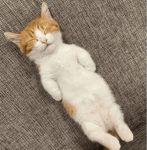 A Collection Of Cat Bellies To Make You Say "Aww!" White Cat, Orange, White