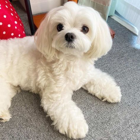 Maltese Female Haircut, White Maltese Dog, Male Maltese Haircut, Male Maltese Haircut Hairstyles, Maltese Dogs Haircuts Teddy Bears, Maltese Haircut Teddy Bear, Maltese Haircut Hairstyles, Malshi Dogs, Korean Maltese