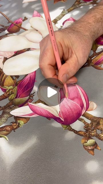 David Morrison Colored Pencil, Realistic Flower Drawing Color, Colored Pencil Drawings Of Flowers, Color Pencil Art Realistic, Magnolia Drawing, Colored Pencil Drawing Tutorial, Realistic Flower Drawing, Magnolia Painting, Magnolia Art