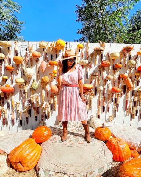 Live Oak Canyon Pumpkin Patch : SoCal's biggest pumpkin patch Pumpkin Patch Photo Op Ideas, Pumpkin Patch Entrance, Pumpkin Patch Business, Pumpkin Patch Decoration, Pumpkin Patch Kids, Zoo Games, Pumpkin Field, Patches Display, Best Pumpkin Patches