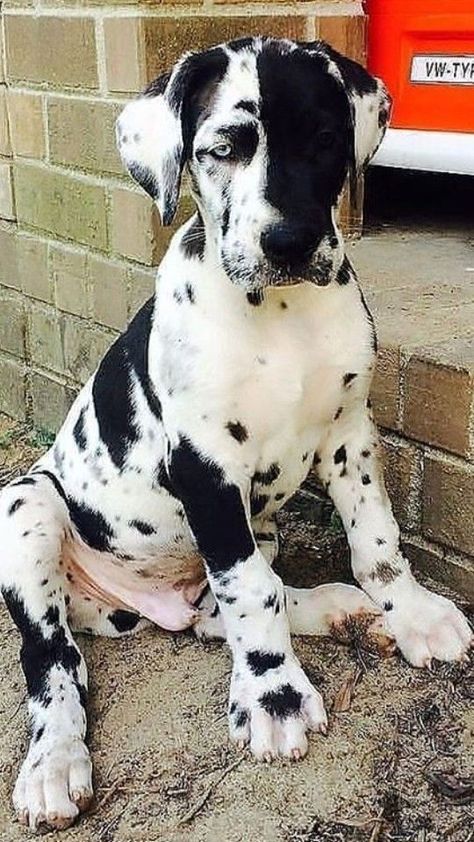 Great Dane Tattoo, Puppy Great Dane, Great Dane Colors, Black Great Dane, Wallpaper Dog, Dane Puppies, Aesthetic Dog, Cute Dogs Images, Great Dane Puppy