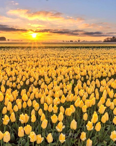 Danielle on Twitter: "Morning 🌄… " Tulip Fields Netherlands, Norway Nature, Dutch Tulip, Boquette Flowers, Nothing But Flowers, Tulip Fields, Yellow Tulips, Garden Pathway, Amazing Sunsets