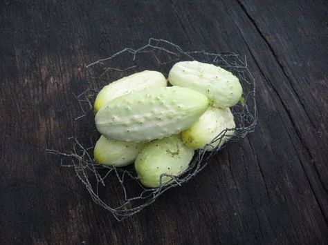 Hey, I found this really awesome Etsy listing at https://www.etsy.com/listing/216422530/miniature-white-cucumber-seed-organic Cucumber Trellis, Cucumber Seeds, Clear Jars, Pickling Cucumbers, Plant Seeds, Organic Fertilizer, Planting Seeds, Garden Seeds, Pickles