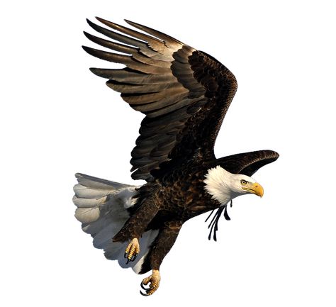 Golden Eagle Flying, Eagle Png, Eagle In Flight, Eagle Pictures, Photo Clipart, Stone Wallpaper, Golden Eagle, In Flight, Wood Working