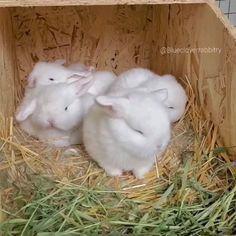 Cute Bunny Videos, Bunnies Videos, Cute Bunny Video, Rabbits Videos, Baby Rabbits Cute, Rabbit Video, Bunny Video, Rabbit Videos, Bunnies Cute