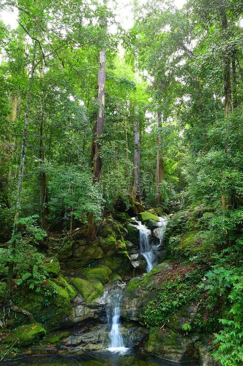 Borneo Rainforest Photography, Tropical Rainforest Landscape, Rainforest Background, Rainforest Environment, Snake Tanks, Rainforest Floor, Asia Landscape, Rainforest Deforestation, Rainforest Waterfall