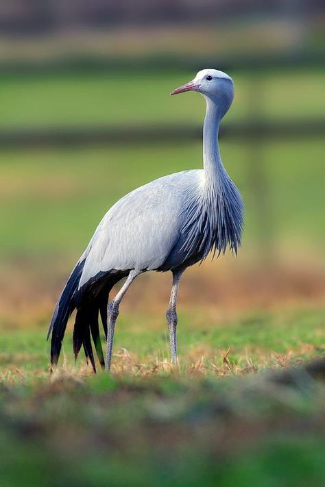 Blue Crane Wallpaper, Blue Crane Bird, Sports Illustrations Design, Blue Crane, Crane Tattoo, Crane Fly, South African Design, Water Birds, Africa Wildlife