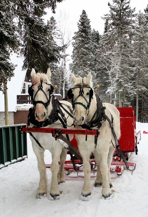 Horse drawn carriage Sleigh Ride, White Horses, White Horse, The Snow, Trees, Horses, Christmas, Red, White