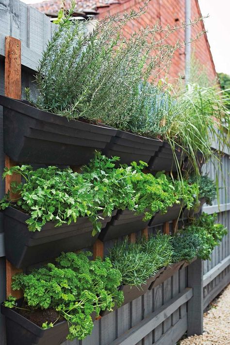 Kestrel, Garden Ideas Australia, City Gardening, Kebun Herbal, Vertical Herb Garden, Home Grown Vegetables, Walled Garden, Veg Garden, Home Vegetable Garden