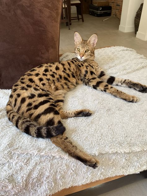 Ashera Cat, Serval Cat, Savannah Kitten, Hybrid Cat, Small Wild Cats, Serval Cats, Dream's Cat, Exotic Cats, Savannah Cat