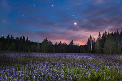 Night Scenery Wallpaper Desktop, Night In Nature, Meadow At Night, Landscape Night Sky, Meadow Aesthetic, Flores Wallpaper, Flowers At Night, Truckee California, Landscape Night