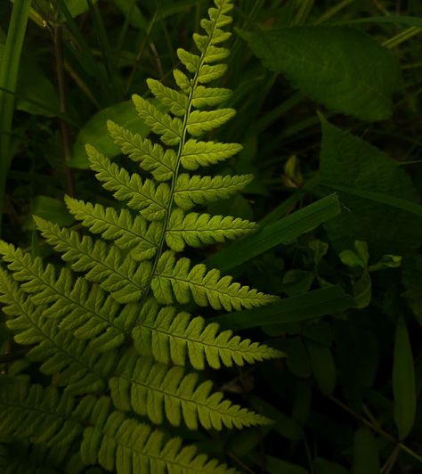 Leaves Close Up Photography, Natural Forms Leaves, Patterns In Nature Texture Plants, Natural Forms Gcse Photography, Up Close Nature Photography, Plants Up Close, Nature Photography Macro, Natural Structures Art Gcse, Forest Close Up