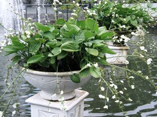 Tanaman Air, Pot Tanaman, Taman Air, Pond Garden, Diy Garden Fountains, Lotus Pond, Garden Fountains, Aquatic Plants, Water Plants